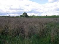 Field behind Lords Wood
